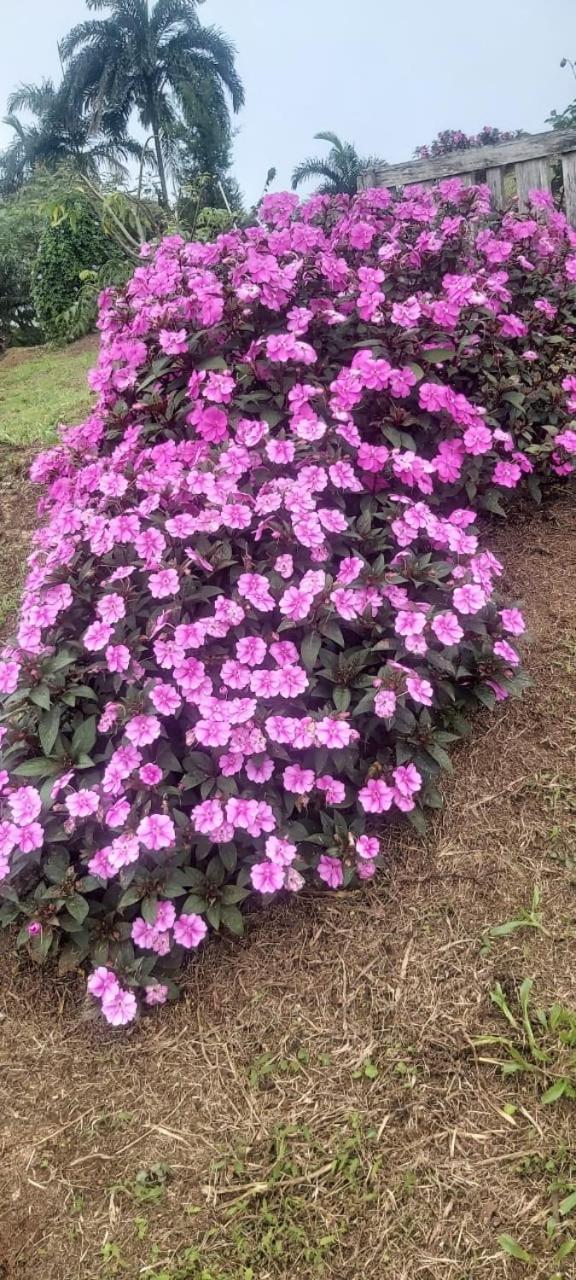 El Rincon De Las Flores Bajo Tigre Buitenkant foto